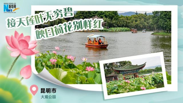 云南夏日赏荷图鉴