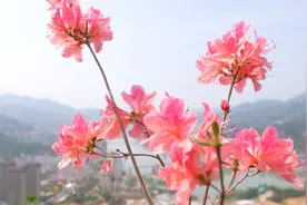 好美！丽水青田东堡山的红色杜鹃花开了图片