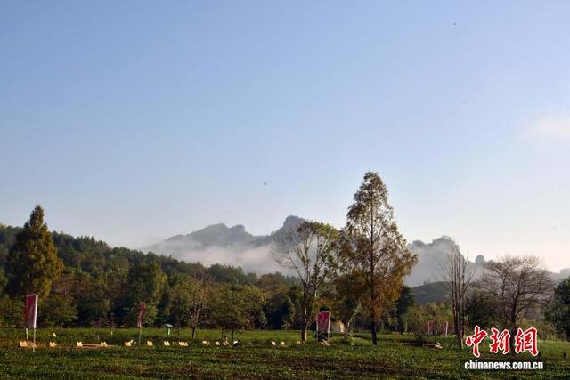 武夷山茶园冬日景致迷人
