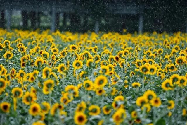 余杭“秋日恋歌”打卡地图出炉！