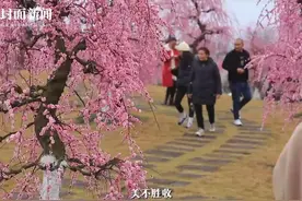 健康旅游 四川探秘 | 问花村特色养生花海（上）图片