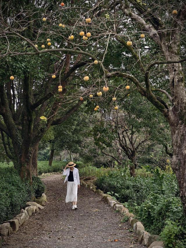 晚潮｜满城的桂花又香了