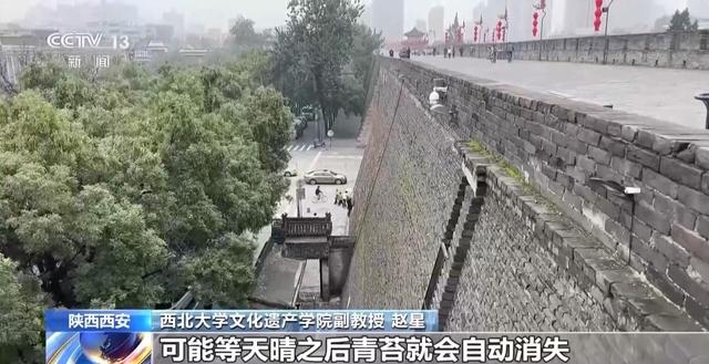 西安城墙长出青苔 专家解读