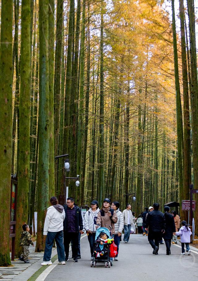 重庆南川：彩林季点燃冬日旅游热