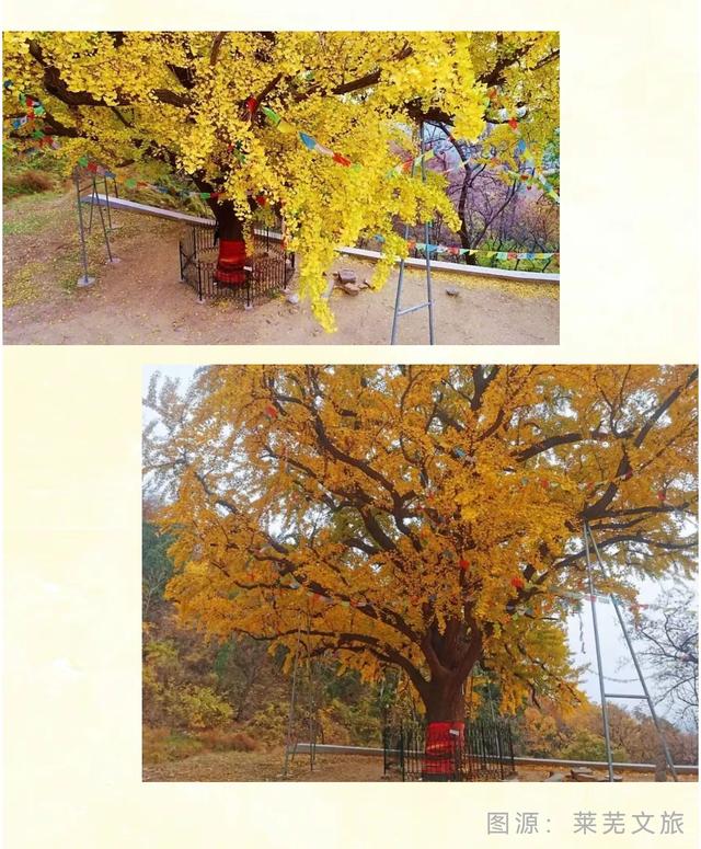 《2025济南赏银杏地图》出炉！一键收藏，赶快出发！