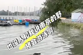 南京玄武湖惊现野猪横渡，多方回应图片