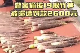 闪电律解｜游客景区偷拔19根竹笋被罚2600元？律师：罚款于法无据图片