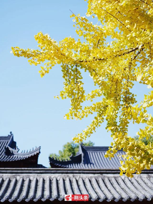 故宫同款秋色，惊艳了荆州