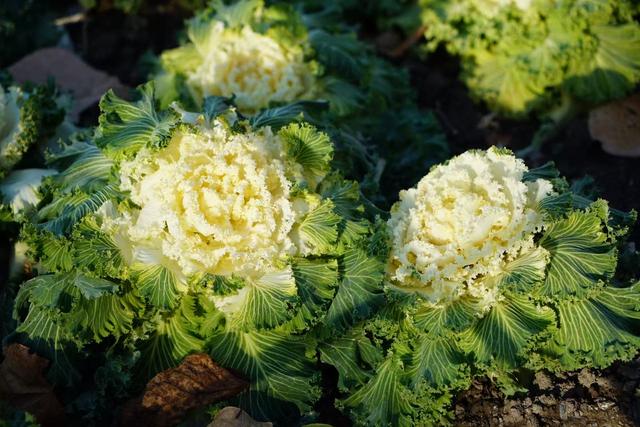 冬日也有景色可赏！景山公园“上新”羽衣甘蓝主题花境