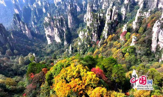 张家界武陵源：层林尽染秋意酣 赴约赏景正当时