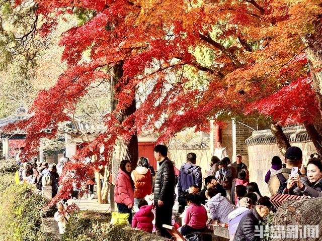 冬藏“枫”景！太清宫百年红枫进入最佳观赏期