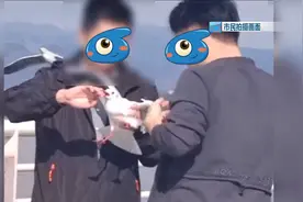 “是它先咬的我！”男子强抓海鸥拍照被罚后，声称要起诉警方图片