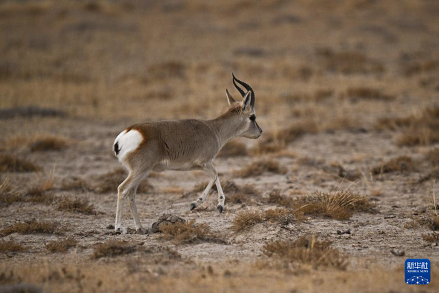 走进阿尔金山 镜遇秘境昆仑