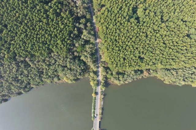 给身心来一场“森林浴”