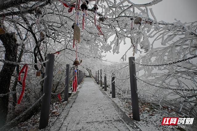 组图丨琼枝玉树映飞山 靖州雾凇绘就冬日诗画