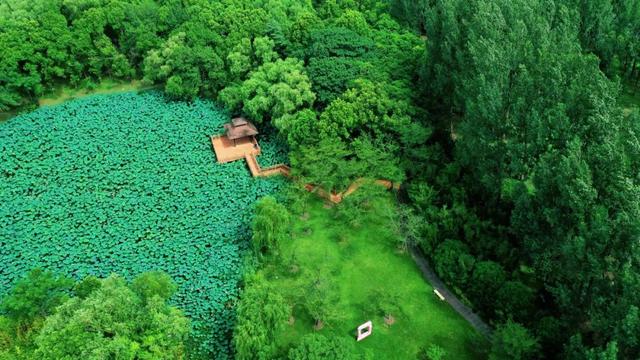 紫薇花海、200000㎡荷花池……在上海这个公园开启浪漫赏花之旅→