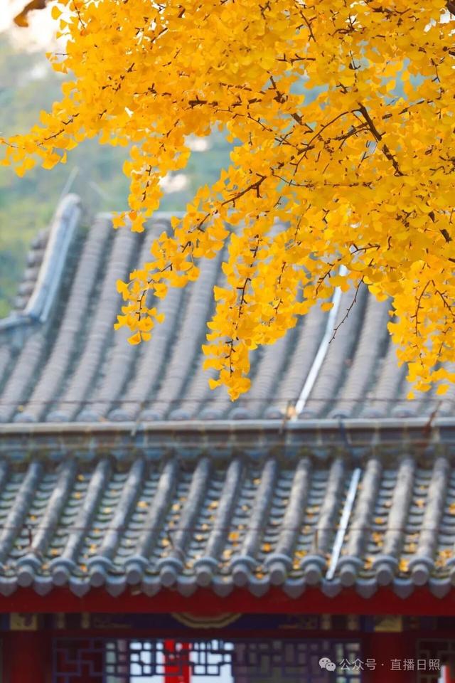 一分钟！我要知道日照这里的所有信息→