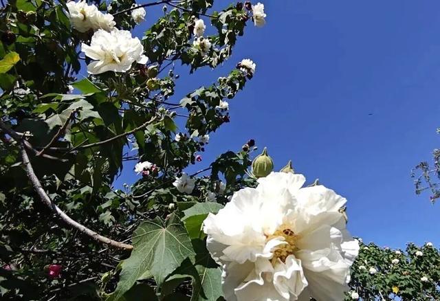 别信秋天萧瑟！凉山的花：我们才是秋天的“显眼包”