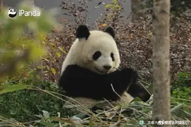 大熊猫北辰长得好甜图片