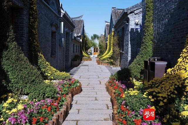 秋日南通限定美景：菊香漫城，赏花游园正当时
