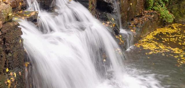 山村尽带黄金甲 古树银杏醉妥乐