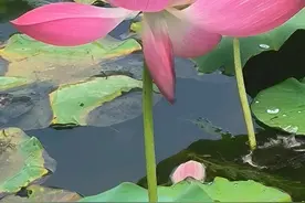 【浪漫红尘中】来生愿做一朵莲图片