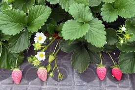 冬日“莓”好 ！草莓采摘正当时，攻略看过来→图片