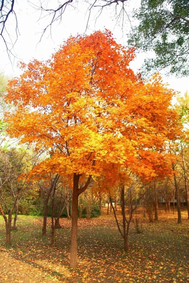 惊艳！身边的北京秋景“天花板”来了！
