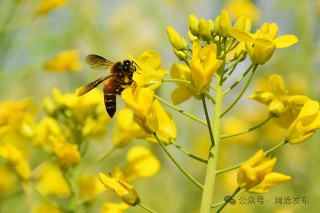澜沧上允镇：春意渐浓 油菜花开赏花正当时