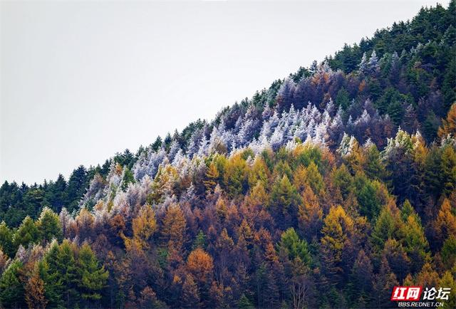 华中屋脊，秋色无边！这里是神农架