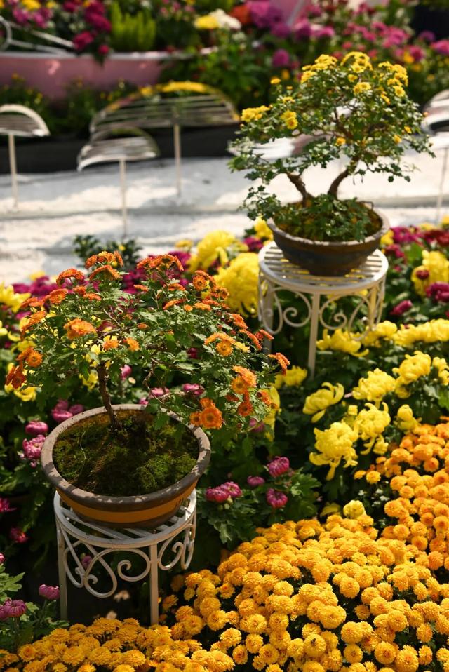 坐地铁，打卡武汉第42届金秋菊展