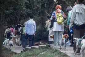 携宠出游成端午新时尚，“毛孩子”催生旅游新业态图片