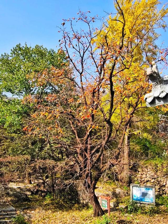 “刷爆”洛阳人朋友圈的金色，谁看谁心动～