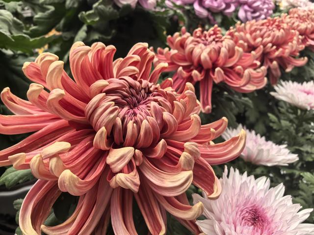北京国际鲜花港10万平方米花海盛放，国庆增加绚丽夜场