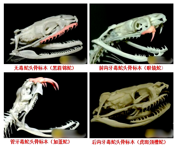 广东62岁阿叔“提蛇看病”惊呆医生
