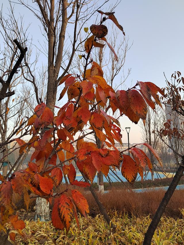 “山东邂逅美”摄影大赛｜枣庄市高新区：人才公园美景多