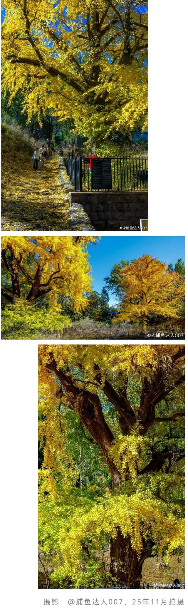 最后几天“黄金期”！济南的这些千年银杏等你打卡！