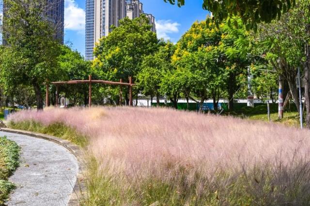 成片粉黛乱子草花海梦幻上线！这些公园火了！