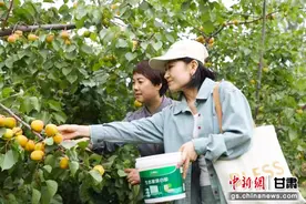 食在东乡 | “杏”会陇上杏花第一村图片