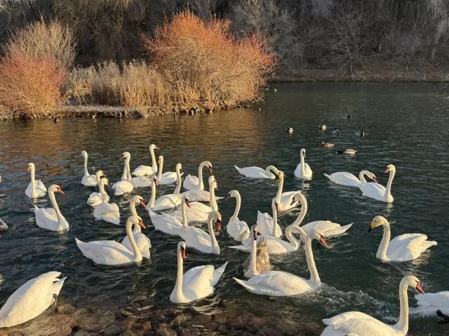 美极了！“疯狂动物城”与“冰雪奇缘”梦幻联动！