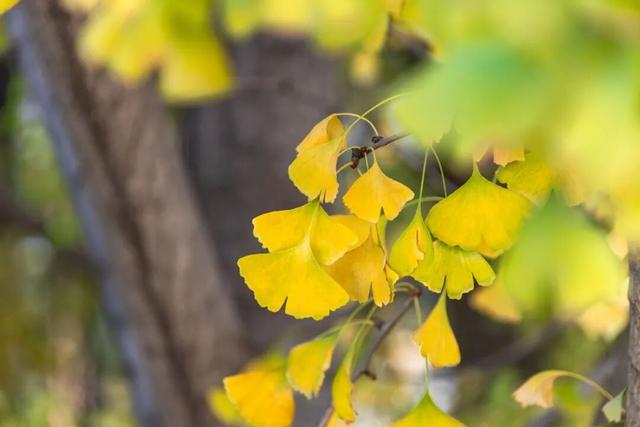 限时绝美！年度顶流！