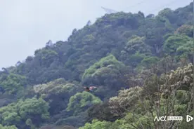 野外“明星”重返自然  桫椤野外回归种植活动在深圳举行图片