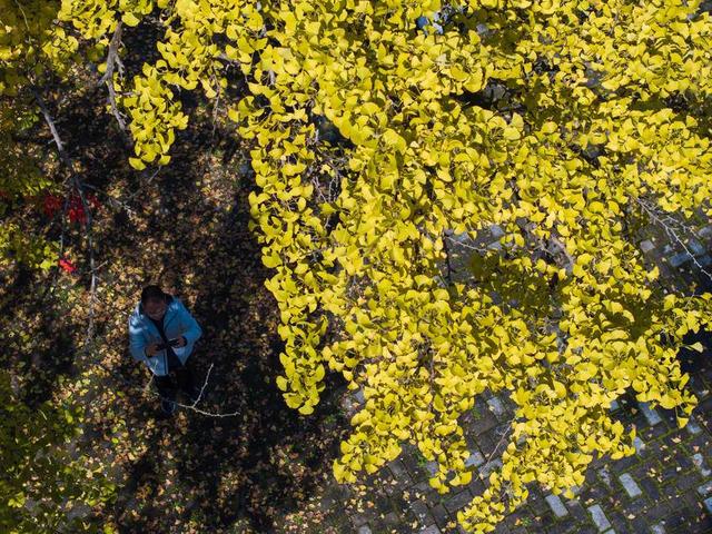 保康：千年银杏披“金甲” 绚烂秋色醉游人