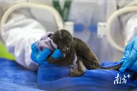 喜添新丁，清远长隆成功繁育极危物种黑丛尾猴图片