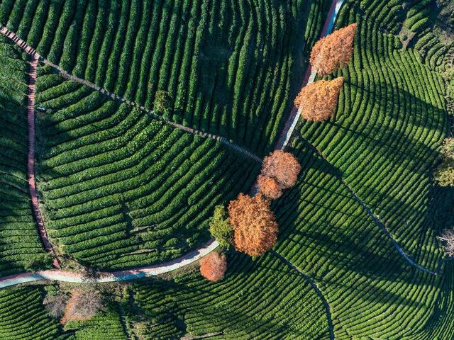 保康：冬日水杉着“红装”