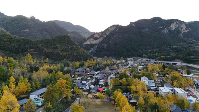 新华全媒＋｜嘉陵江畔千年银杏唤醒古村文旅新篇