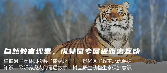 【亲子营】超多冰雪玩法！带孩子来一场哈尔滨亲子奇遇记