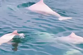 成群中华白海豚遨游广东雷州湾图片