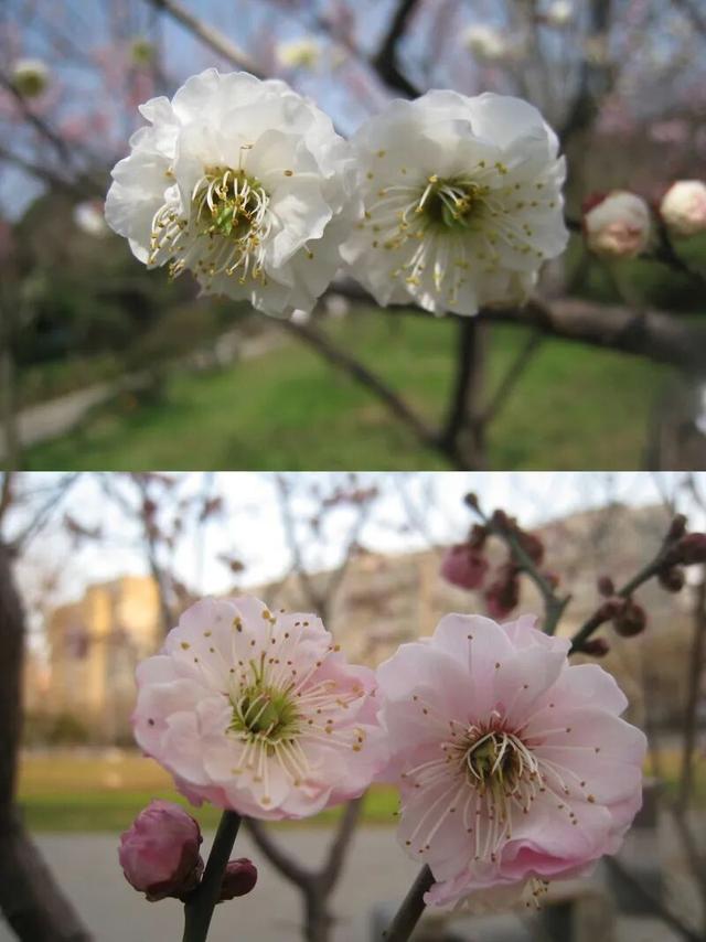 京城春早启新程｜梅香报春！北京开启早春赏花模式
