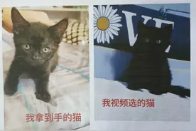 女子网购英国短毛猫收到患病“土猫”，起诉卖家欺诈经调解获赔3000元图片